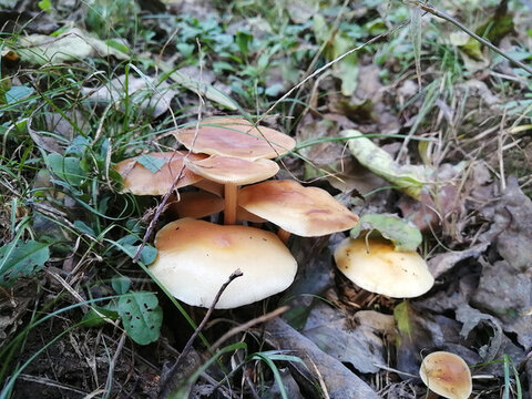 蘑菇