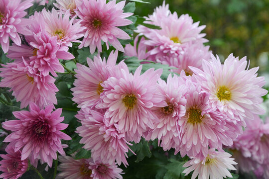 菊花