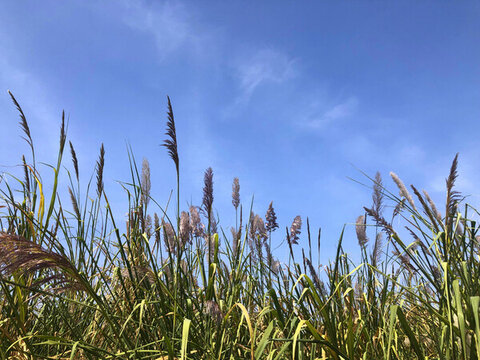 秋日蘆葦蕩