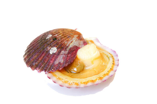 扇貝