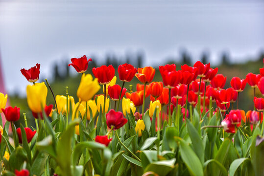 盛開的郁金香花海