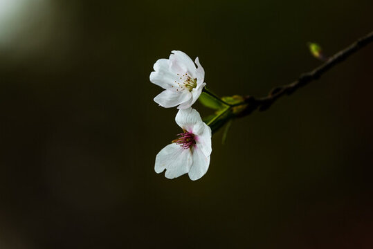 梨花