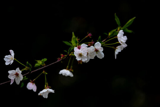 梨花
