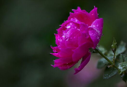 月季花