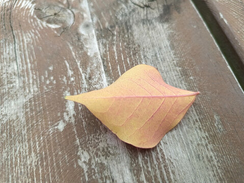 飄落黃葉