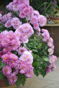 秋菊