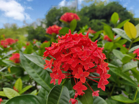 龍船花