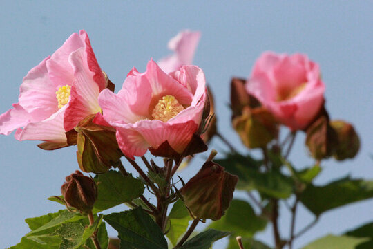 芙蓉花