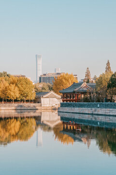 角樓銀杏
