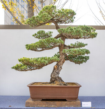五針?biāo)? style=