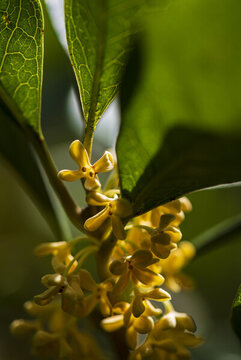 桂花
