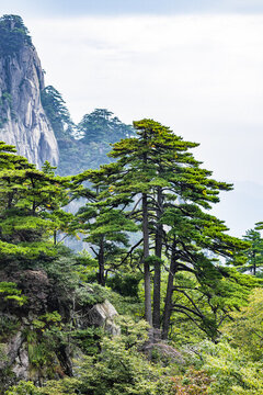 安徽黃山風(fēng)景區(qū)自然風(fēng)光