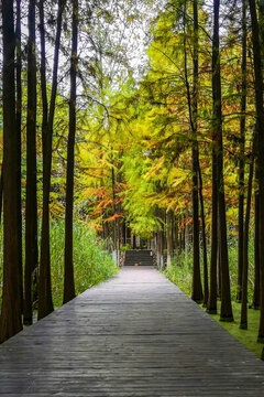 宜昌市運(yùn)河公園秋日紅葉