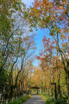 宜昌市運(yùn)河公園秋日紅葉
