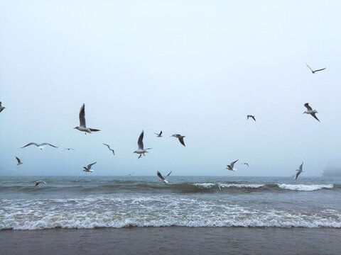 海鷗