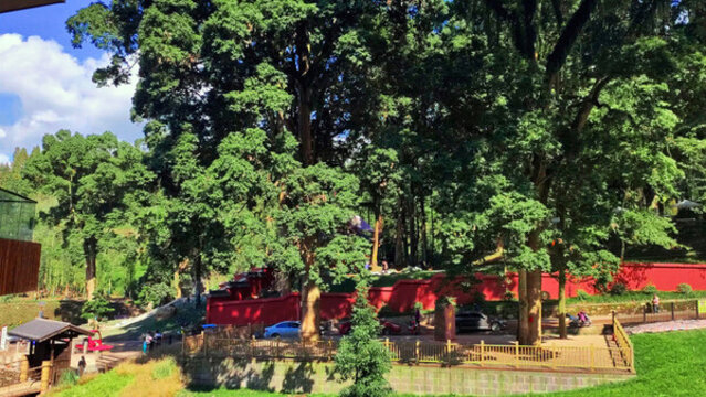 滎經(jīng)云峰寺院外的千年古楨楠樹