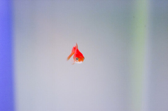 小金魚
