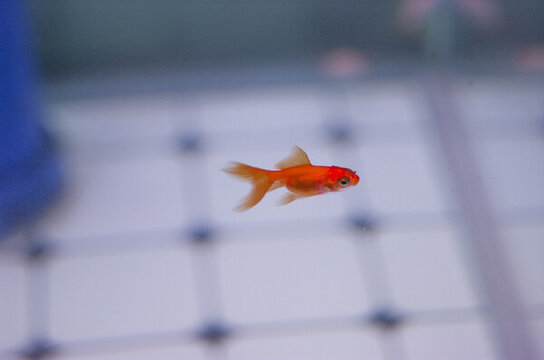 小金魚