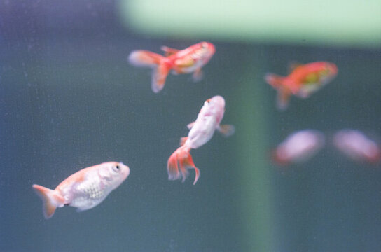 觀賞金魚