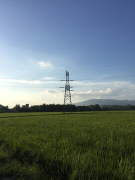 稻田下的電塔