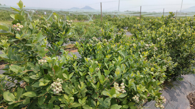 藍(lán)莓種植園