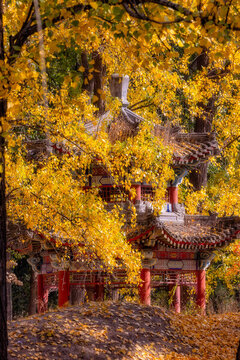 圓明園北京秋色