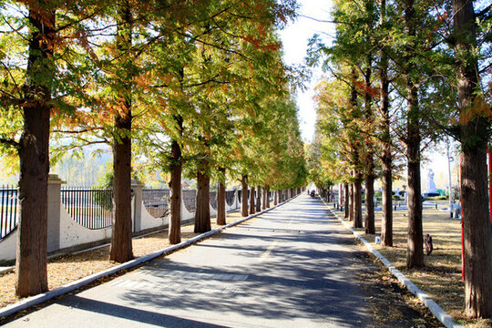 杉樹景觀路