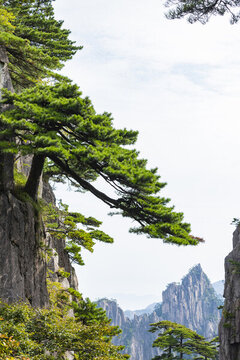 安徽黃山自然風(fēng)景區(qū)的松樹