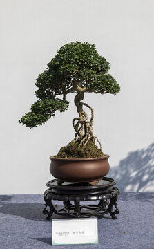 龜甲冬青盆景