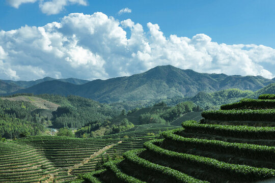 藍(lán)天下的秀美茶山