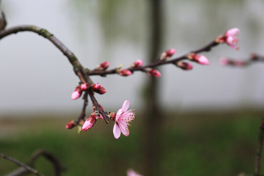 果樹果園桃花開