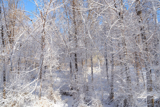 雪景
