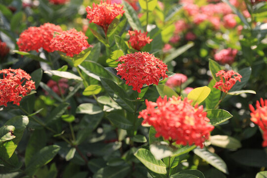 紅花