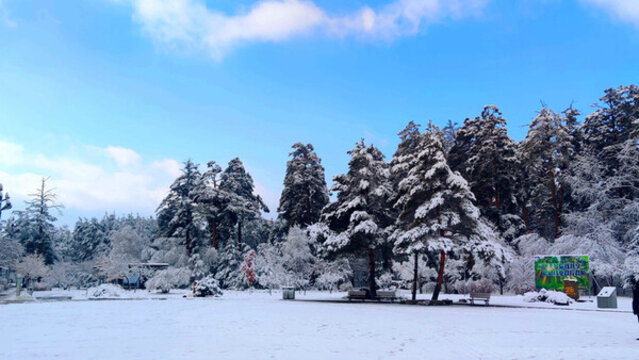風雪森林