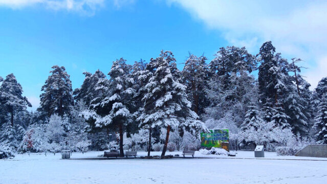 風(fēng)雪美人松