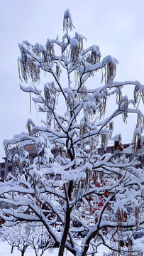 風雪美人松