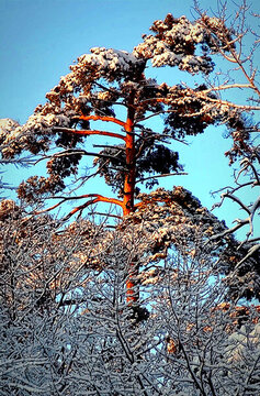 風(fēng)雪美人松