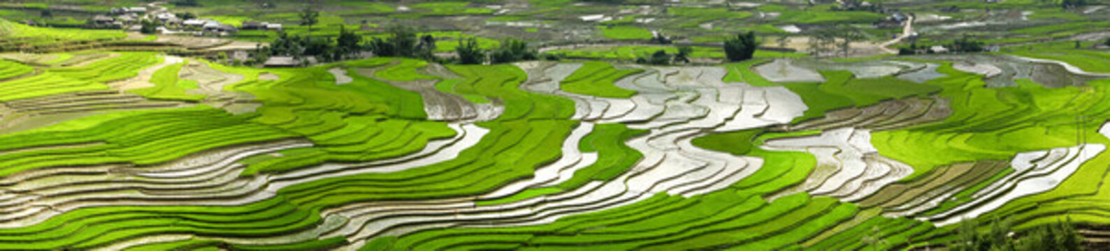 水稻梯田綠色農(nóng)業(yè)
