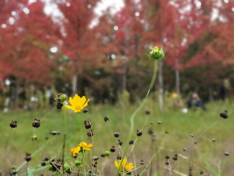 格桑紅葉