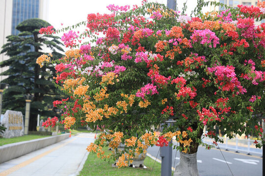 三角梅花