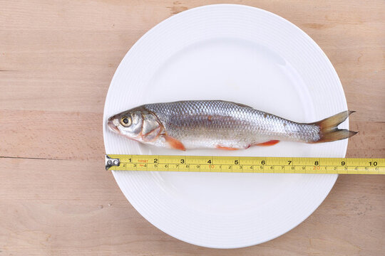 華子魚