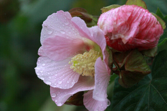芙蓉花