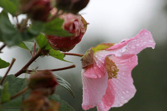 芙蓉花