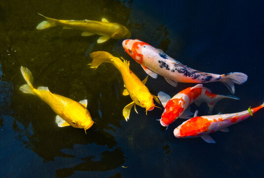鯉魚
