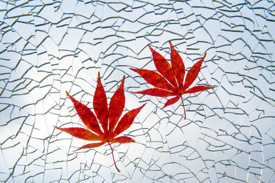裂紋玻璃上的紅楓葉