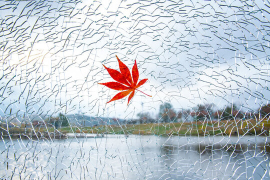花紋玻璃上的紅楓葉