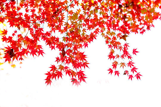 秋天紅葉設(shè)計(jì)素材