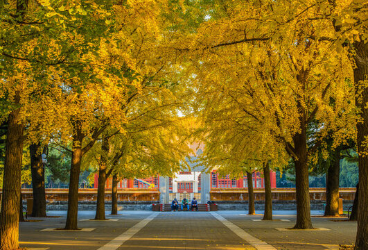 北京中山公園秋色