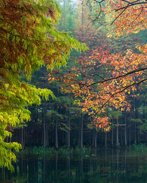 宜昌市運(yùn)河公園紅葉斗彩