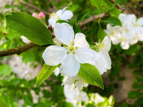 蘋果花開